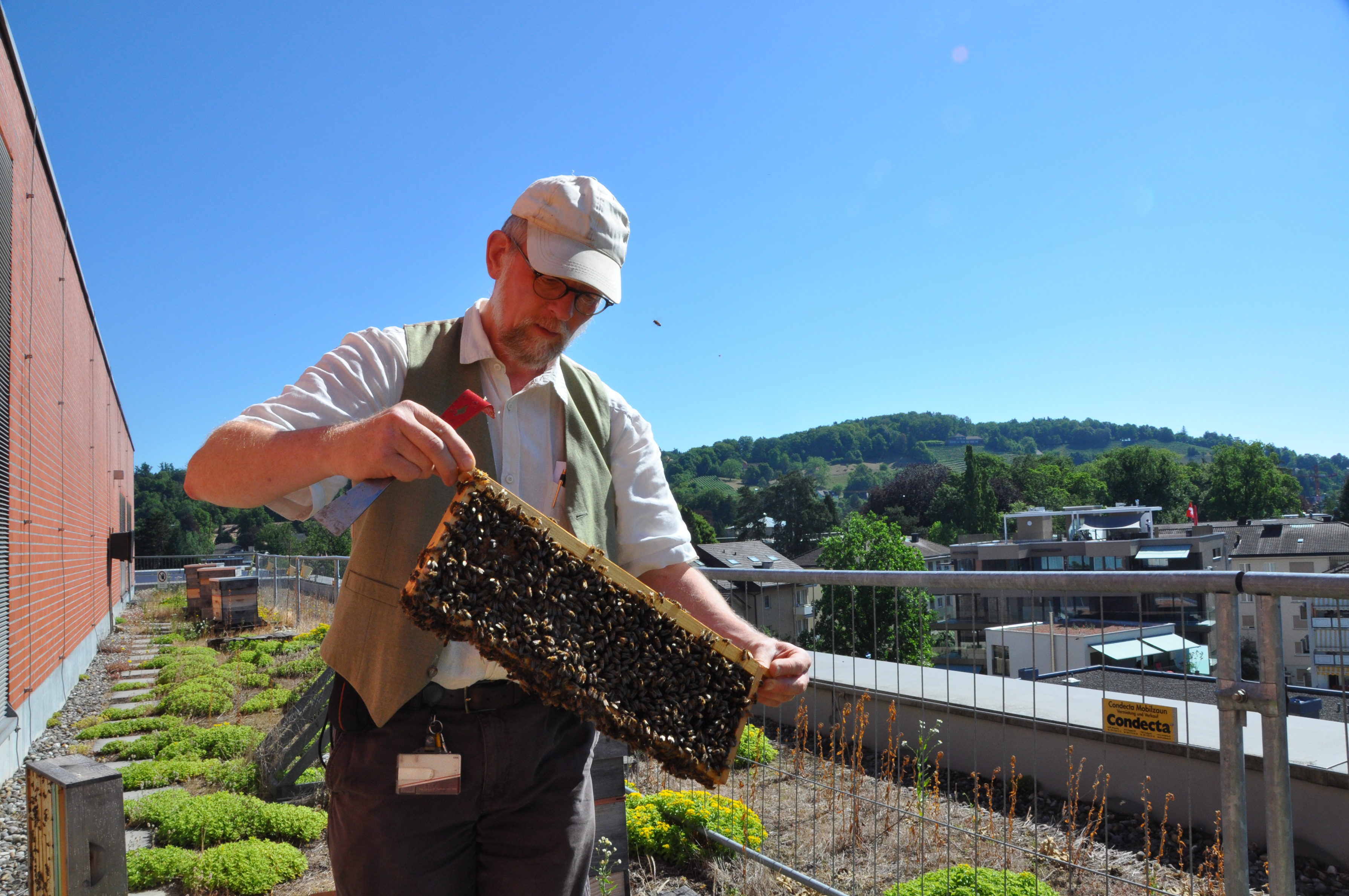 Bienen auf dem dach von fenaco in Winterthur Bienen auf dem Dach von fenaco in Winterthur