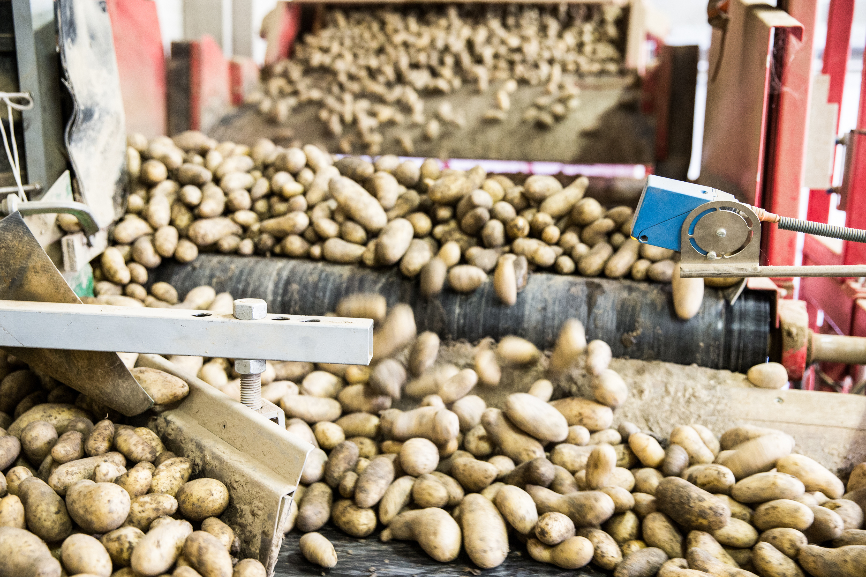 Kartoffeln in der Kartoffelzentrale Bercher