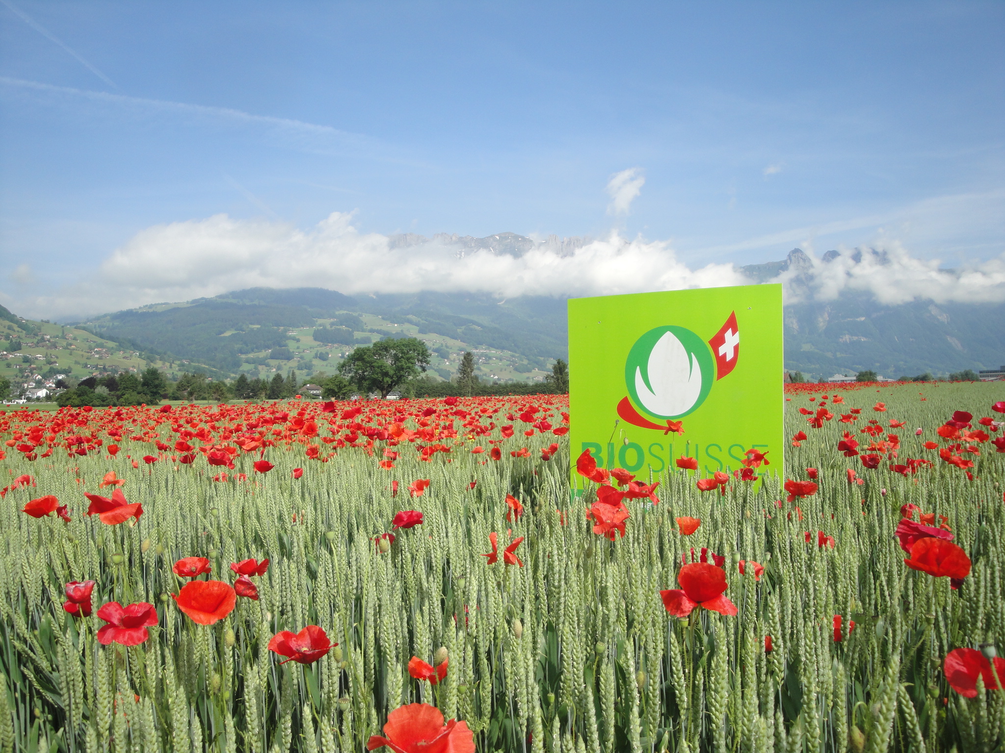 Weizenfeld mit Bio-Knospe Thumbnail