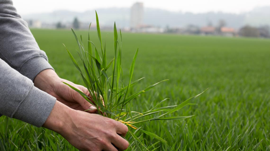 fenaco: Landwirt auf dem Feld mit Grasbüschel fenaco: Landwirt auf dem Feld mit Grasbüschel